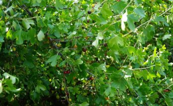 Az arany ribiszke (Ribes aureum) jellemzői, hatóanyaga, felhasználása