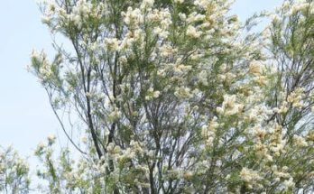 Az ausztrál teafa (Melaleuca alternifolia) jellemzői, hatóanyaga, felhasználása