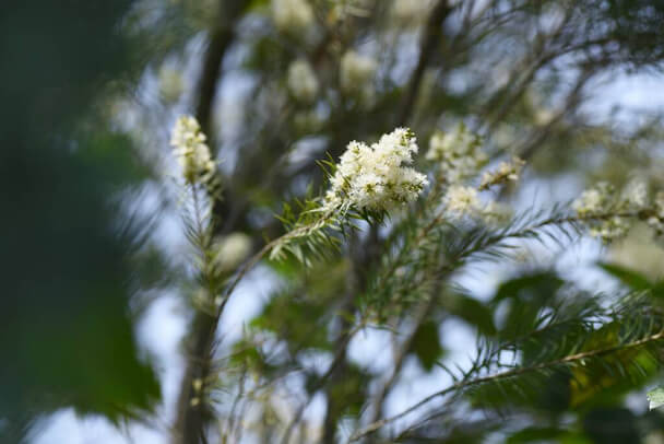 Az ausztrál teafa (Melaleuca alternifolia) jellemzői, hatóanyaga, felhasználása