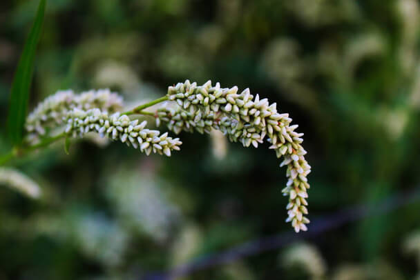 A baracklevelű keserűfű (Persicaria maculosa, korábban Polygonum persicaria) 