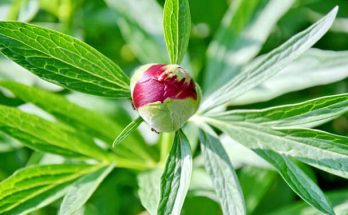 A bánáti bazsarózsa vagy bánsági bazsarózsa (Paeonia banatica) jellemzői, hatóanyaga, felhasználása