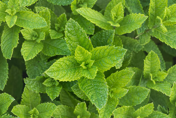 A fodormenta vagy zöldmenta (Mentha spicata) jellemzői, hatóanyaga, felhasználása