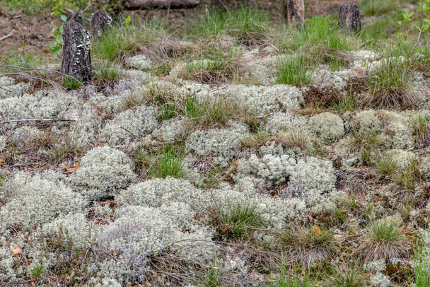 Az izlandi zuzmó, vagy izlandi moha, (Cetraria islandica vagy Lichen islandicus) jellemzői, hatóanyaga, felhasználása