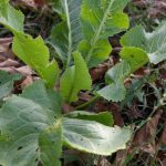 Torma (Armoracia rusticana) jellemzői, hatóanyaga, felhasználása