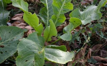 Torma (Armoracia rusticana) jellemzői, hatóanyaga, felhasználása