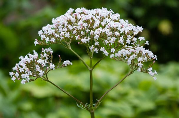 A macskagyökér (Valeriana) nyugtató hatása