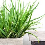 Aloe Vera – A bőr és egészség varázsnövénye