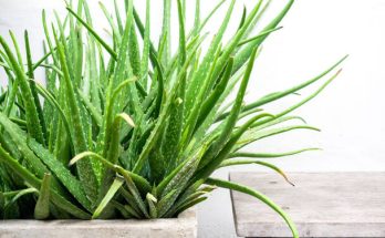 Aloe Vera - A bőr és egészség varázsnövénye
