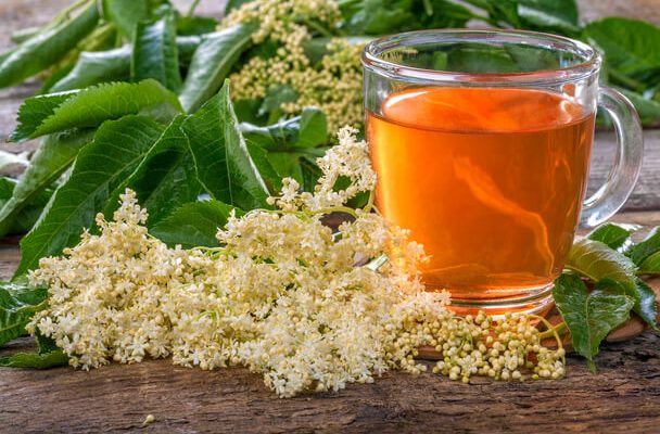 Fekete bodza tea: Egészségügyi előnyök és elkészítési tippek