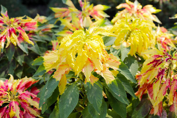 Kínai Amaránt (Amaranthus tricolor) jellemzői, hatóanyaga, felhasználása
