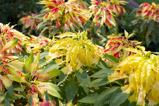 Kínai Amaránt (Amaranthus tricolor) jellemzői, hatóanyaga, felhasználása