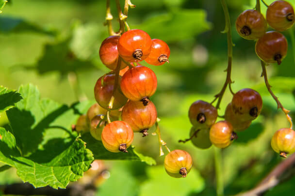 Az egres (Ribes uva-crispa) jellemzői, hatóanyaga, felhasználása