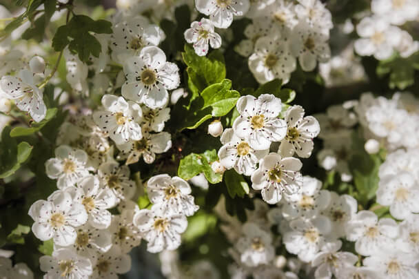 Az egybibés galagonya (Crataegus monogyna) jellemzői, hatóanyaga, felhasználása