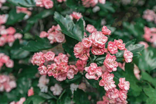 Az egybibés galagonya (Crataegus monogyna) jellemzői, hatóanyaga, felhasználása