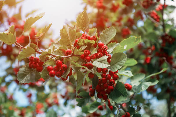 Az egybibés galagonya (Crataegus monogyna) jellemzői, hatóanyaga, felhasználása