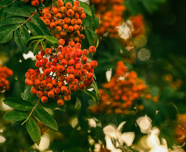 Az egybibés galagonya (Crataegus monogyna) jellemzői, hatóanyaga, felhasználása