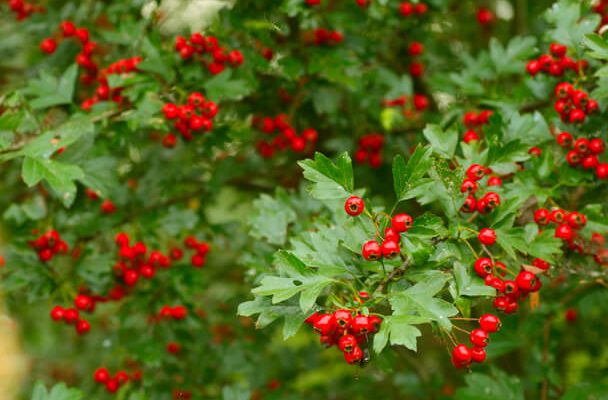 Az egybibés galagonya (Crataegus monogyna) jellemzői, hatóanyaga, felhasználása