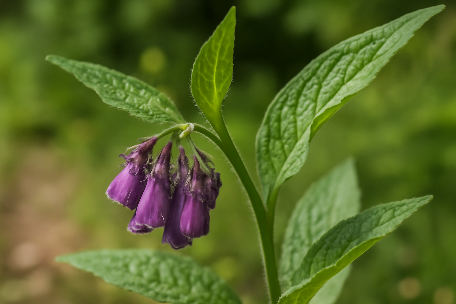 Fekete nadálytő: 6 ok, amiért megosztó