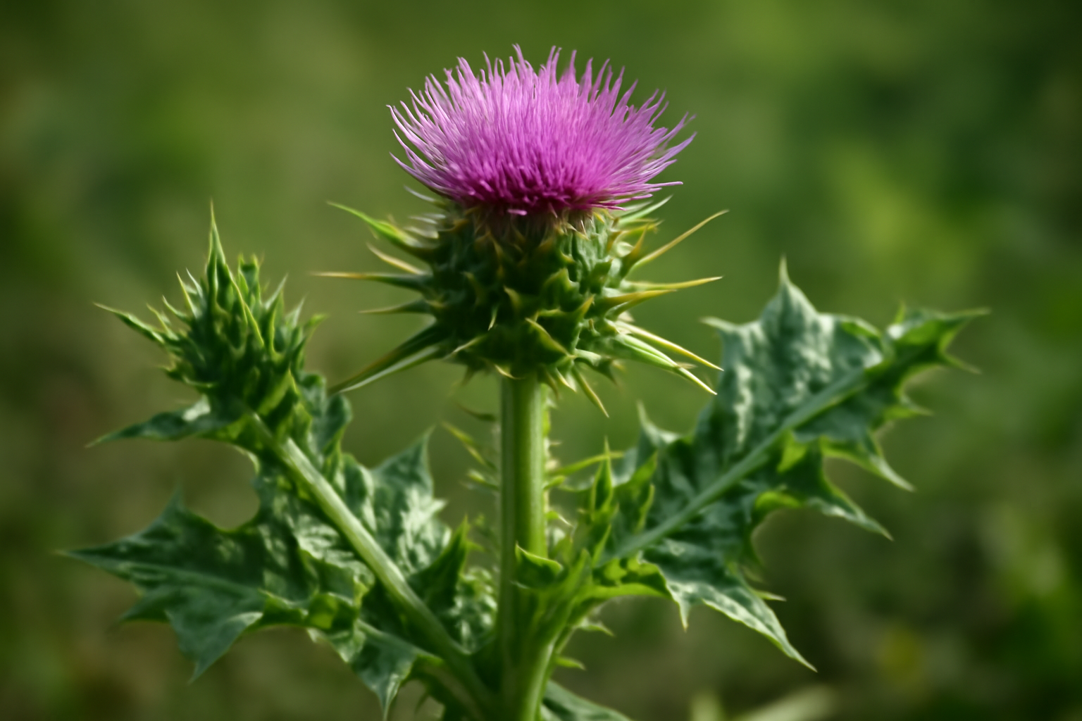 Máriatövis: 7 nap alatt ez történik?